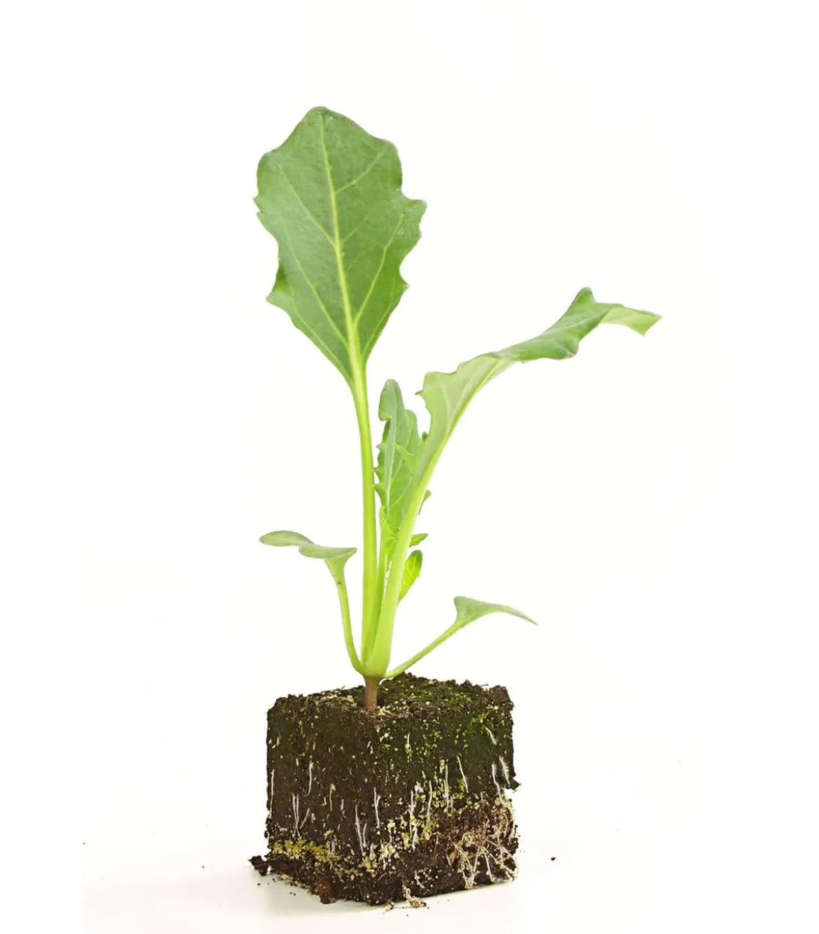 Bio Kohlrabi weiß, 6er Schale