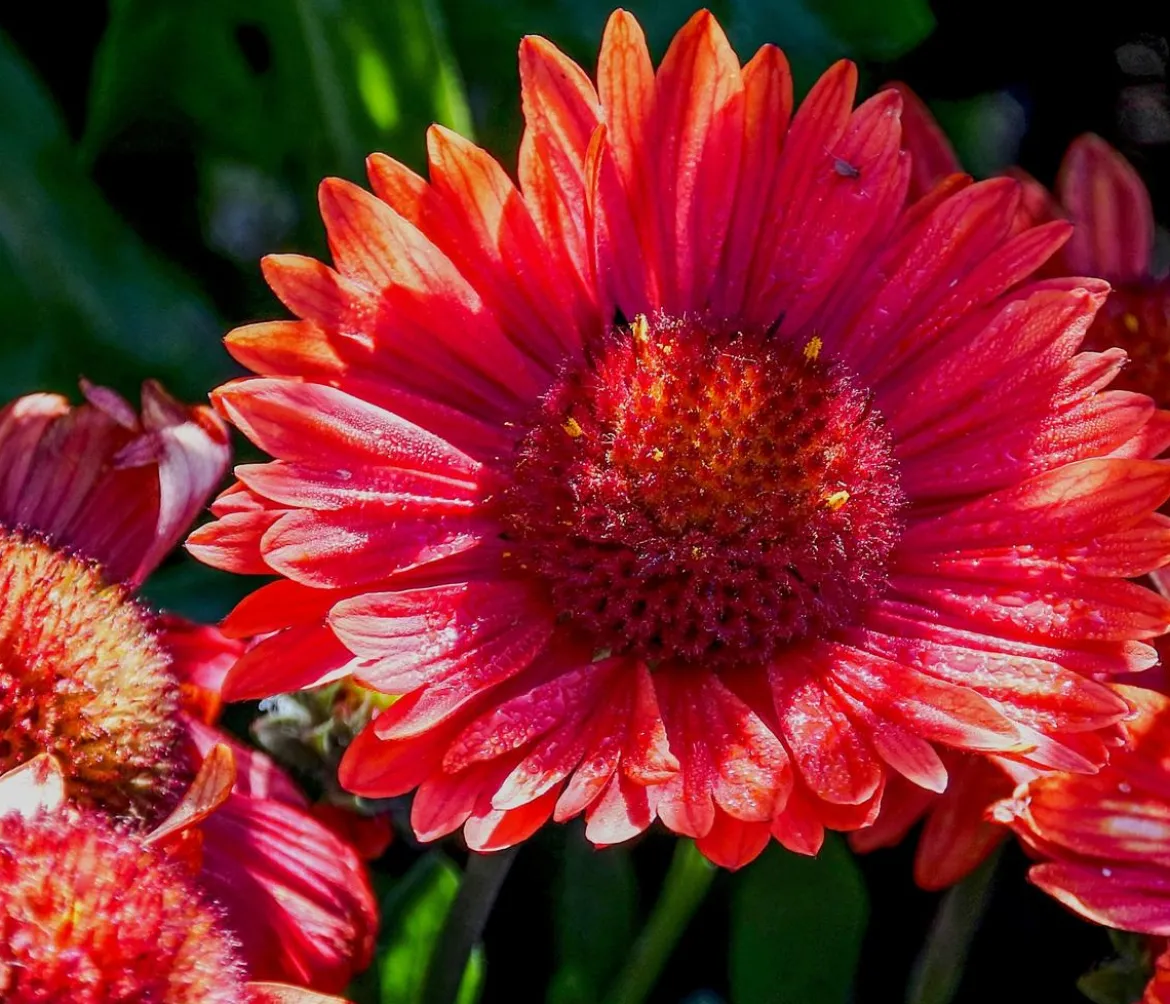 Bio Kokardenblume 'Burgunder'