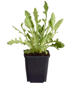 Bio Kokardenblume 'Burgunder'