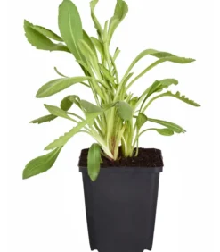 Bio Kokardenblume 'Kobold'