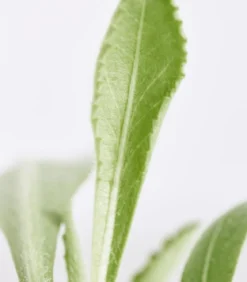 Bio Kokardenblume 'Kobold'