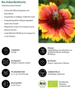 Bio Kokardenblume 'Kobold'