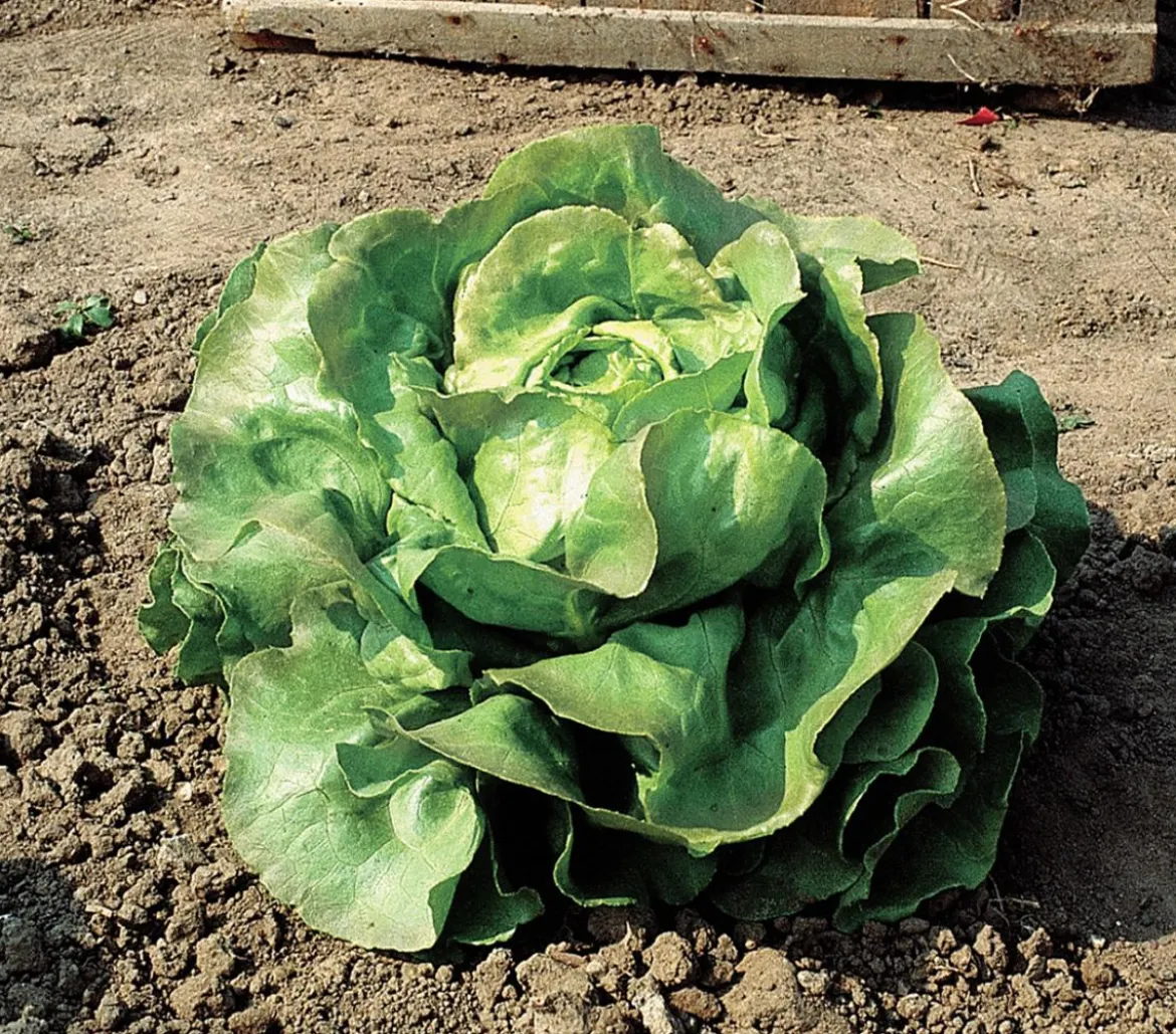 Bio Kopfsalat, lausresistent, 6er Schale