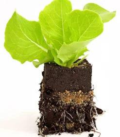 Bio Kopfsalat, lausresistent, 6er Schale