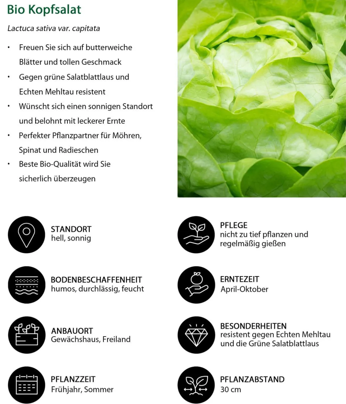 Bio Kopfsalat, lausresistent, 6er Schale
