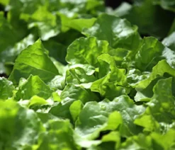 Bio Kopfsalat, lausresistent, 6er Schale
