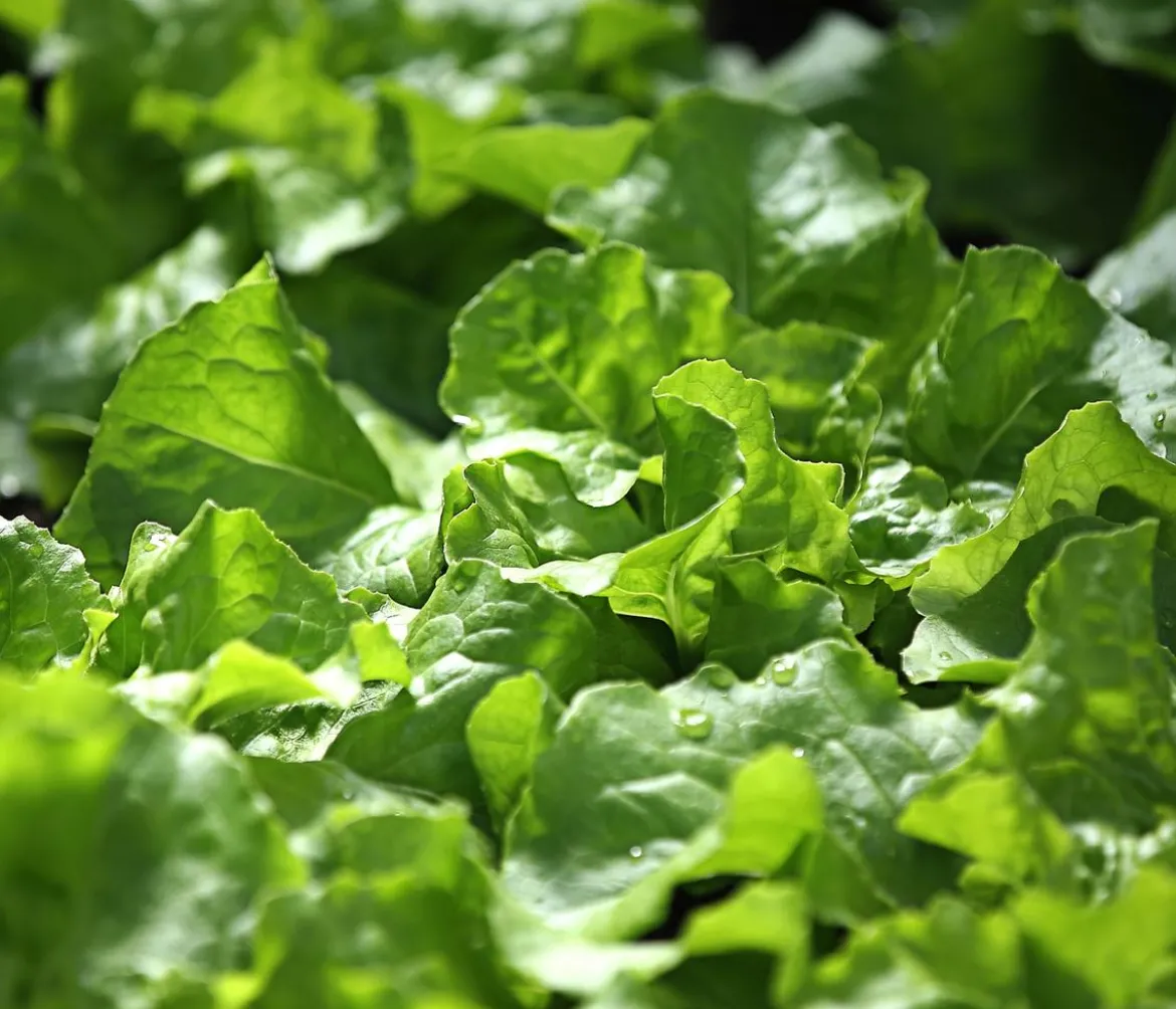 Bio Kopfsalat, lausresistent, 6er Schale