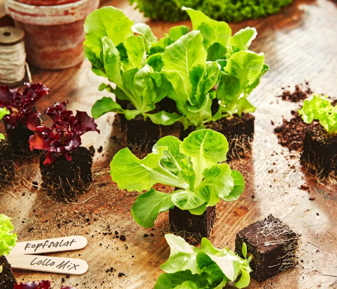 Bio Kopfsalat, lausresistent, 6er Schale