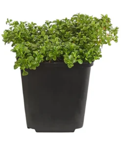 Bio Kriechender Ehrenpreis