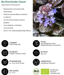 Bio Kriechender Günsel 'Atropurpurea'