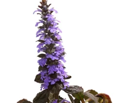 Bio Kriechender Günsel 'Atropurpurea'