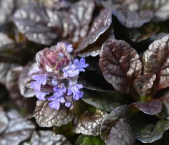 Bio Kriechender Günsel 'Atropurpurea'