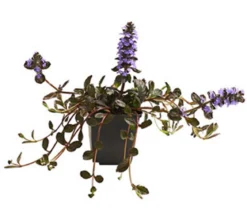 Bio Kriechender Günsel 'Atropurpurea'