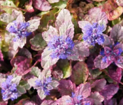 Bio Kriechender Günsel 'Burgundy Glow'