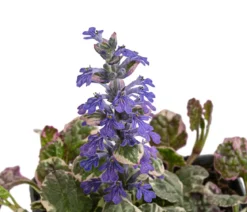 Bio Kriechender Günsel 'Burgundy Glow'