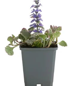 Bio Kriechender Günsel 'Burgundy Glow'