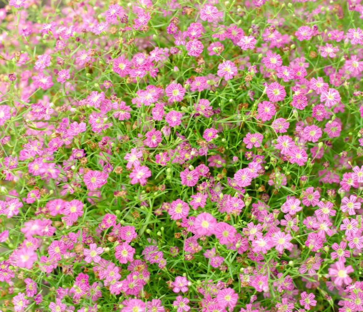 Bio Kriechendes Schleierkraut 'Rosea'