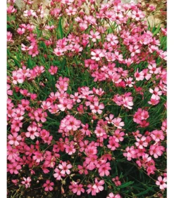 Bio Kriechendes Schleierkraut 'Rosea'