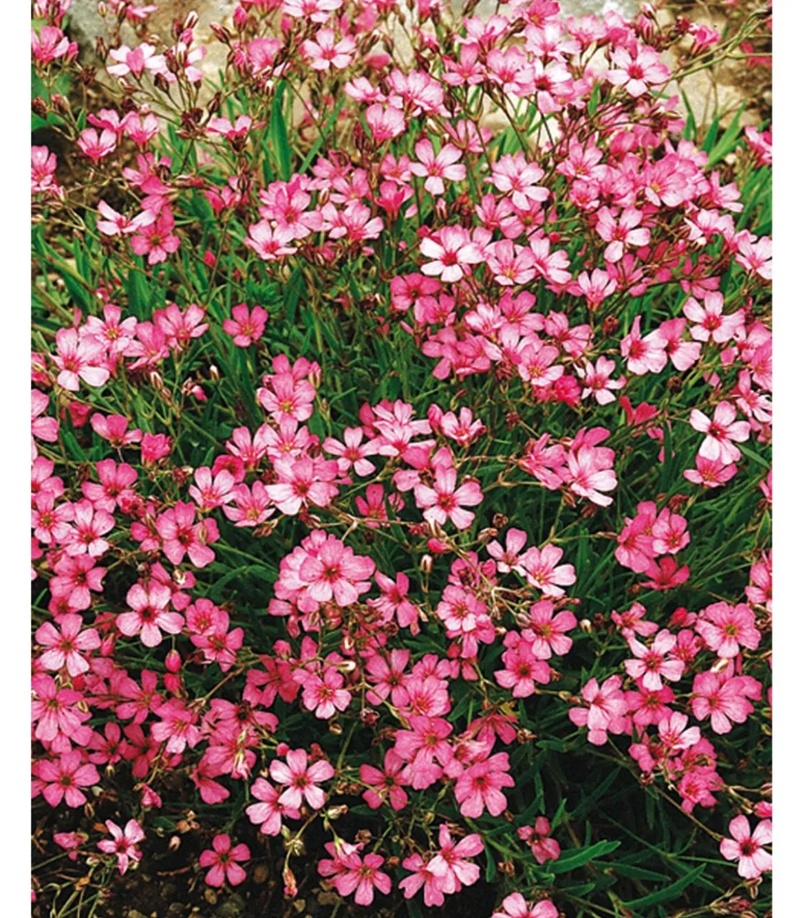 Bio Kriechendes Schleierkraut 'Rosea'