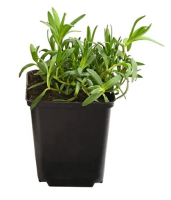 Bio Kriechendes Schleierkraut 'Rosea'