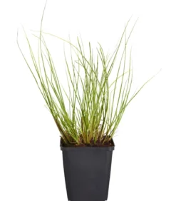 Bio Lampenputzergras 'Hameln'