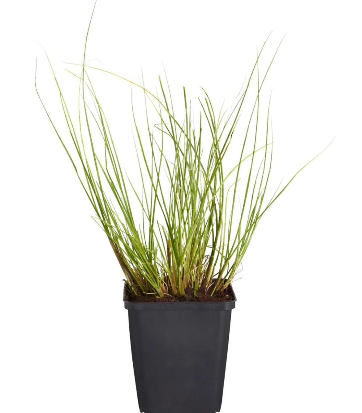Bio Lampenputzergras 'Hameln'