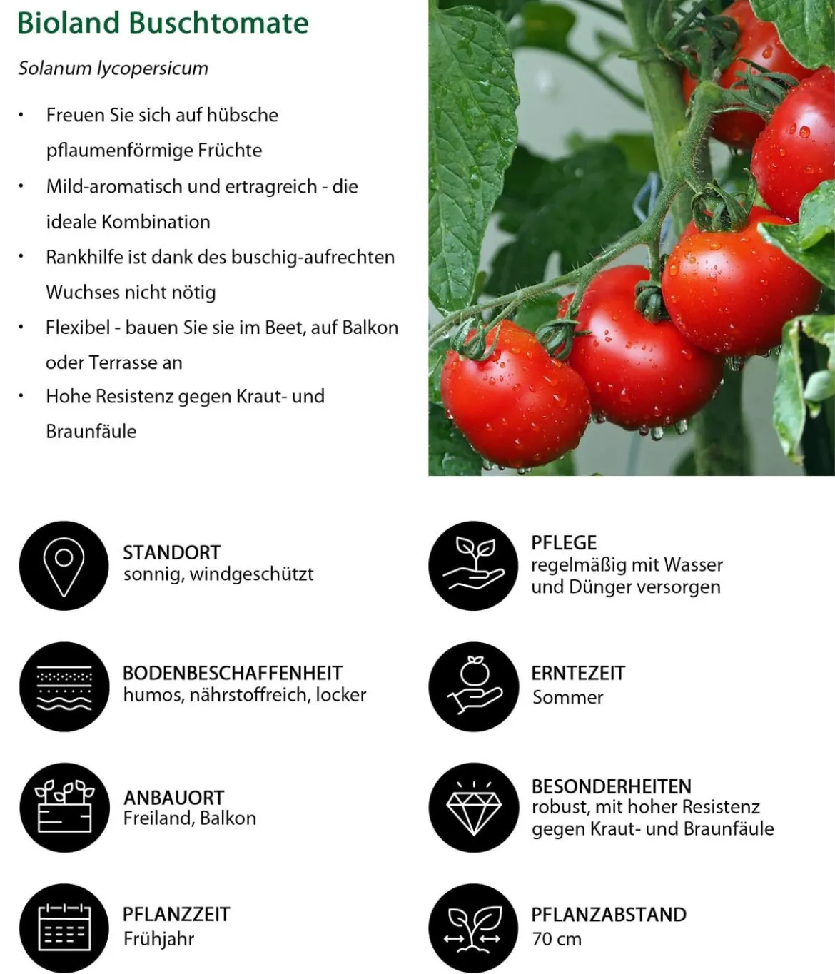 Bioland Buschtomate