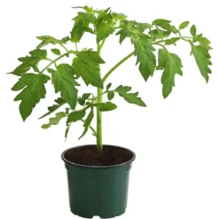 Bioland Buschtomate