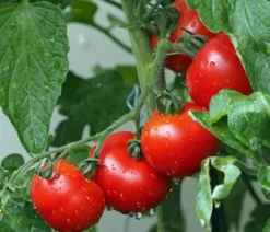Bioland Buschtomate