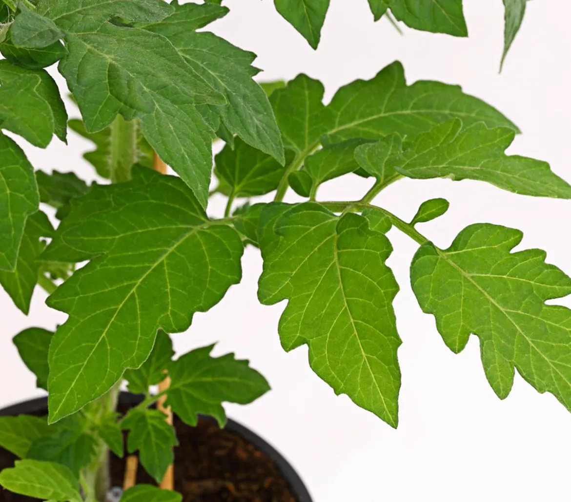 Bioland Cherrytomate, veredelt