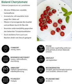 Bioland Cherrytomate, veredelt