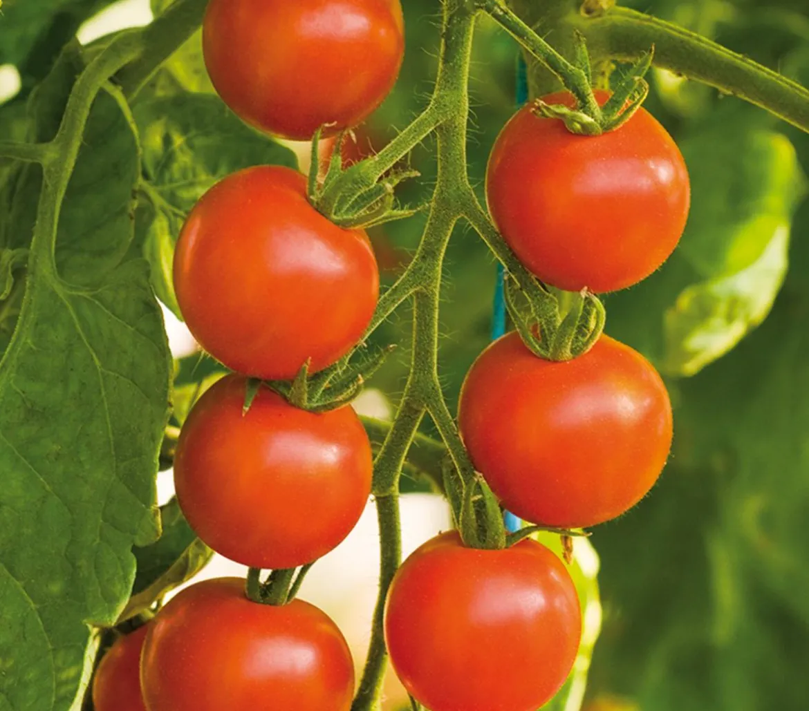 Bioland Cherrytomate, veredelt