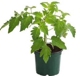 Bioland Eiertomate