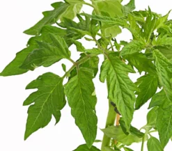 Bioland Fleischtomate