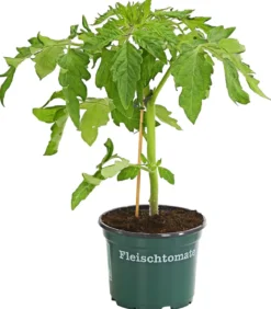 Bioland Fleischtomate