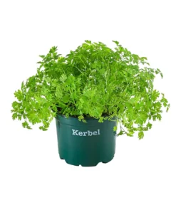 Bioland Kerbel