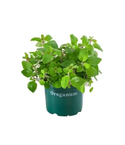 Bioland Oregano