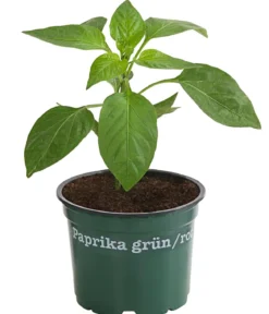 Bioland Paprika, rot