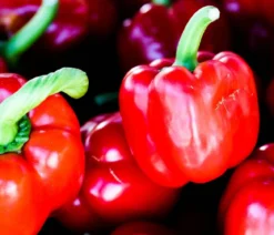 Bioland Paprika, rot