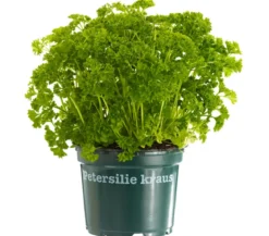 Bioland Petersilie 'Mooskrause'