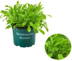 Bioland Rucola