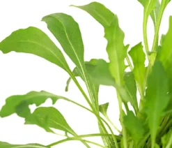 Bioland Rucola