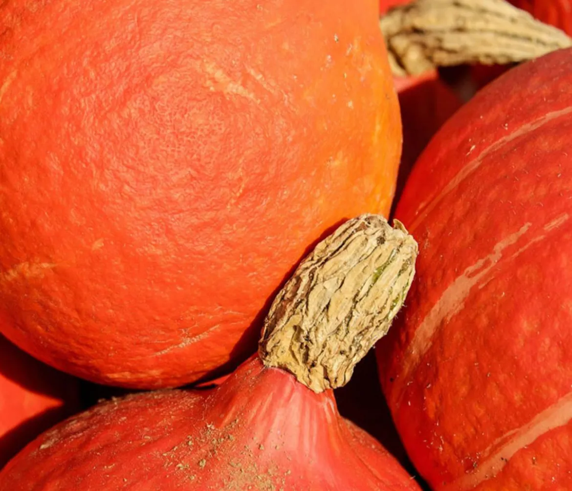 Bioland Speisekürbis 'Hokkaido'