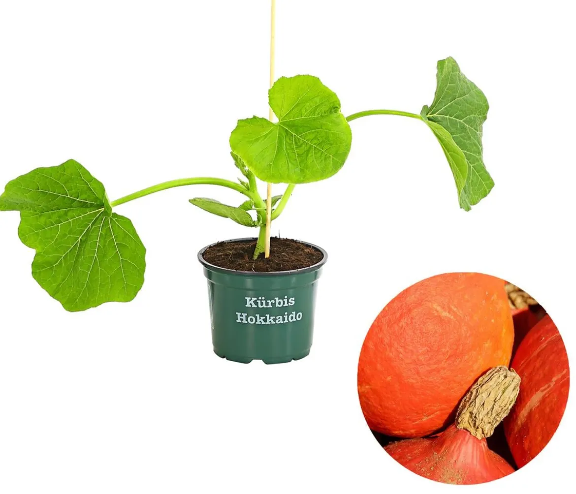 Bioland Speisekürbis 'Hokkaido'