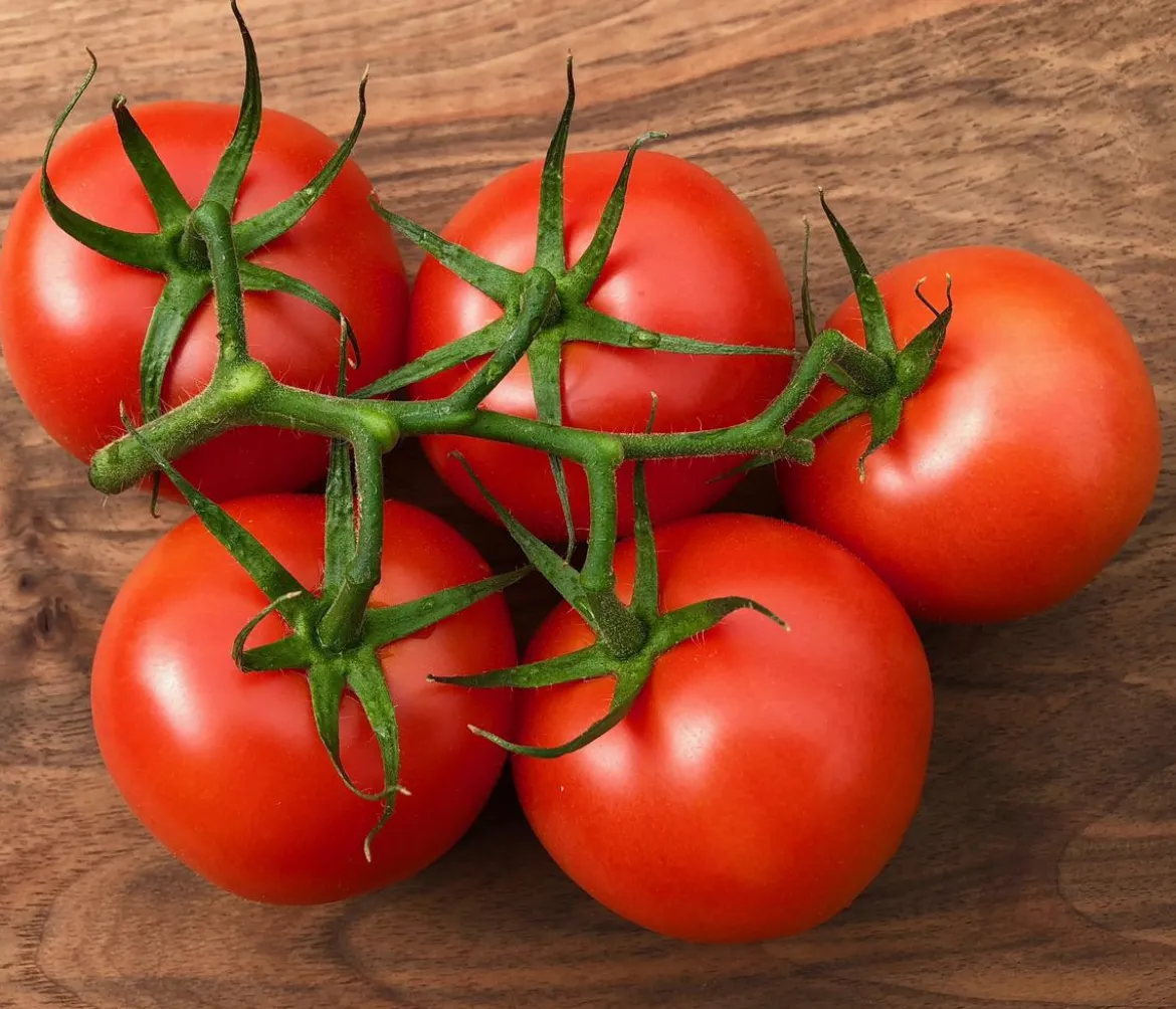 Bioland Tomate, veredelt