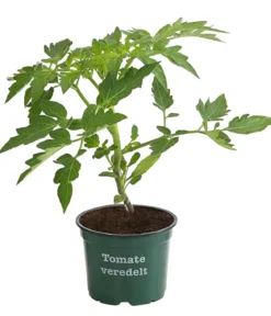 Bioland Tomate, veredelt