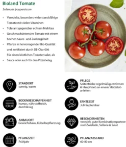 Bioland Tomate, veredelt