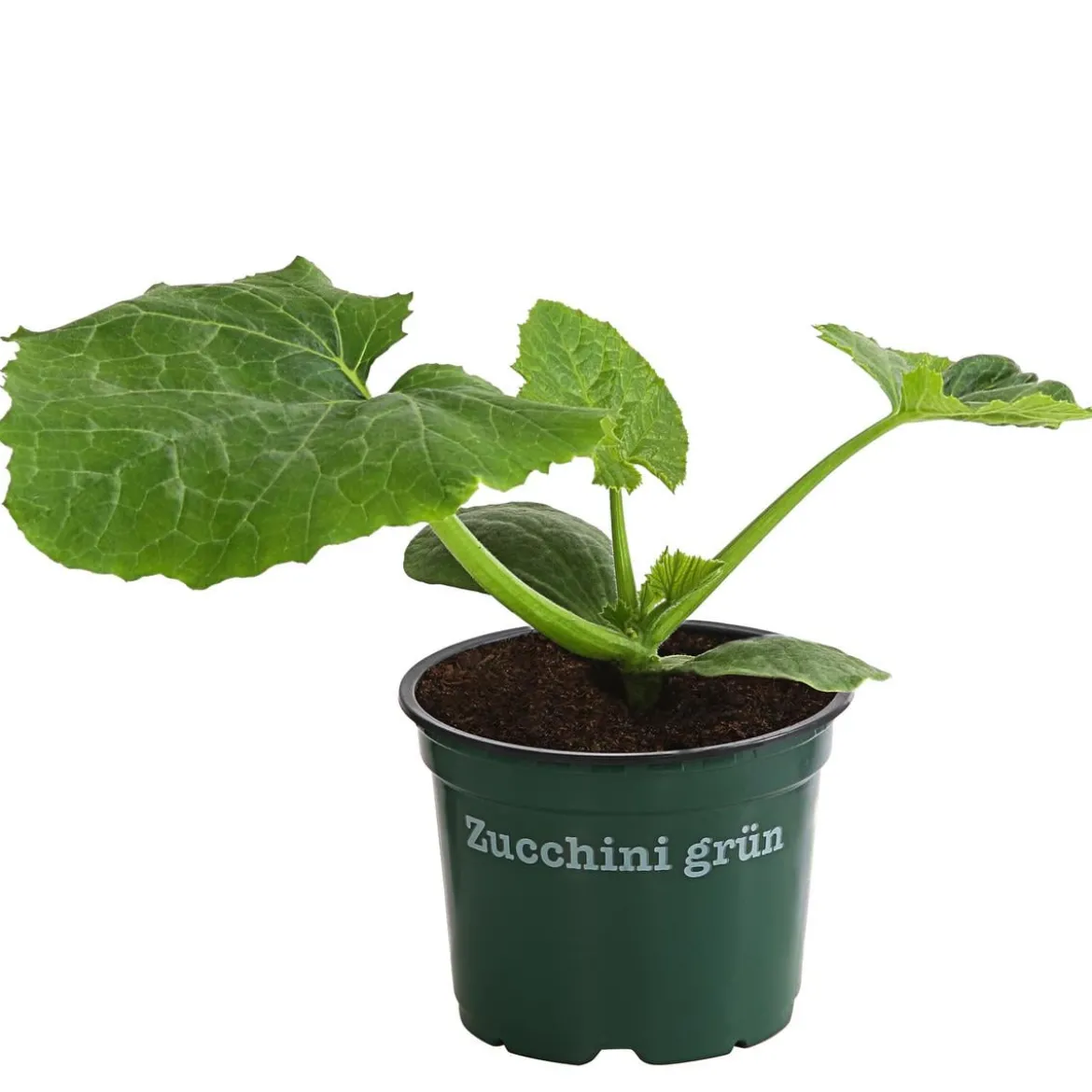 Bioland Zucchini