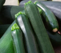 Bioland Zucchini