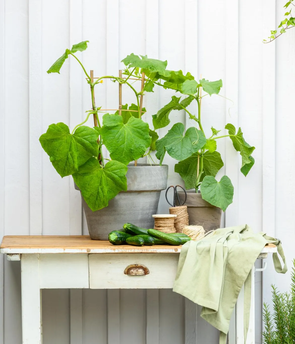 Bioland Zucchini